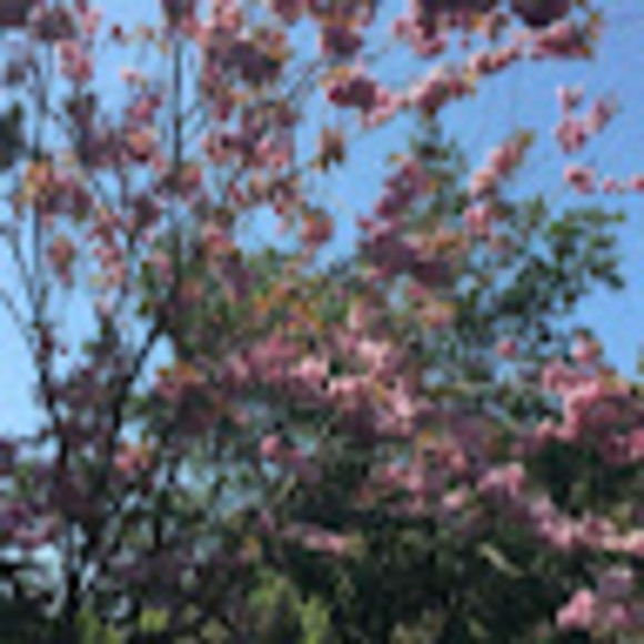 Meet your Posher, Rachel - Picture 1 of 1